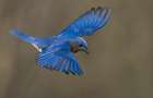 Eastern bluebird, Central Pennsylvania, Usa. Art Print